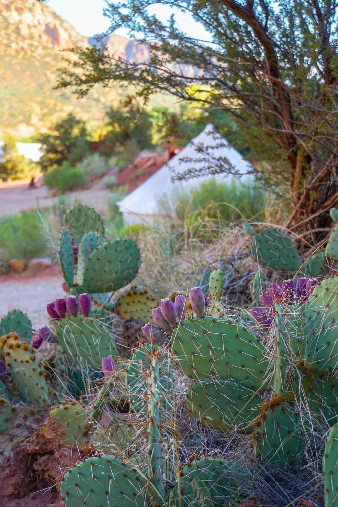 Hotel Zion Glamping Adventures Hildale Exterior foto